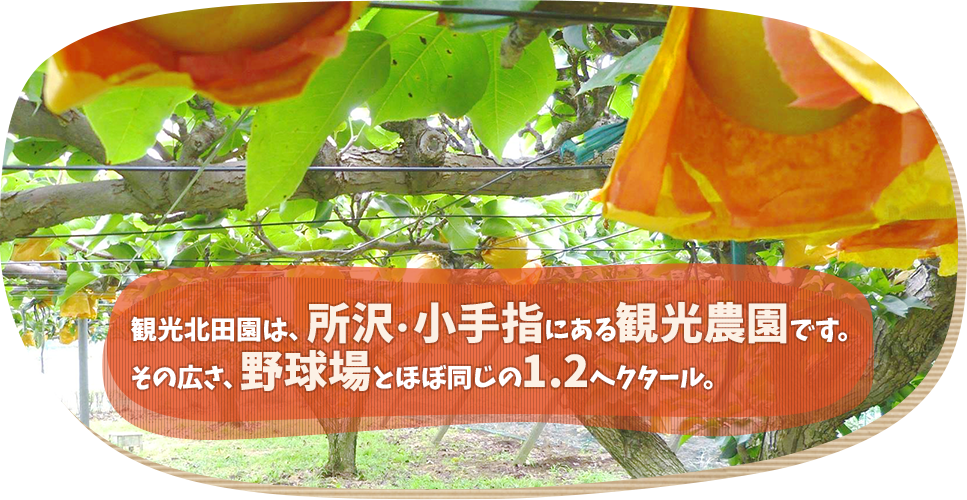 観光北田園は、電車でも車でもアクセスできる所沢・小手指にある、野球場とほぼ同じ広さ（1.2ha）の観光農園です